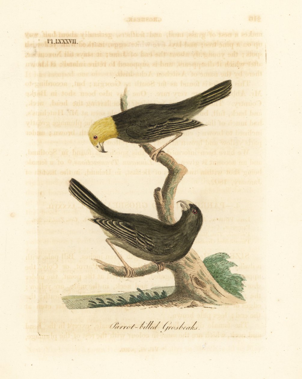 または、Psittirostra psittacea、オス (上) とメス。 絶滅危惧種、絶滅の可能性あり。 (オウムハシグロスビーク、Loxia psittacea)。 ジョン・レイサムが自身の鳥類の一般史、ウィンチェスターから描いて彫刻した手彩色の銅版 作： ジョン・レーサム
