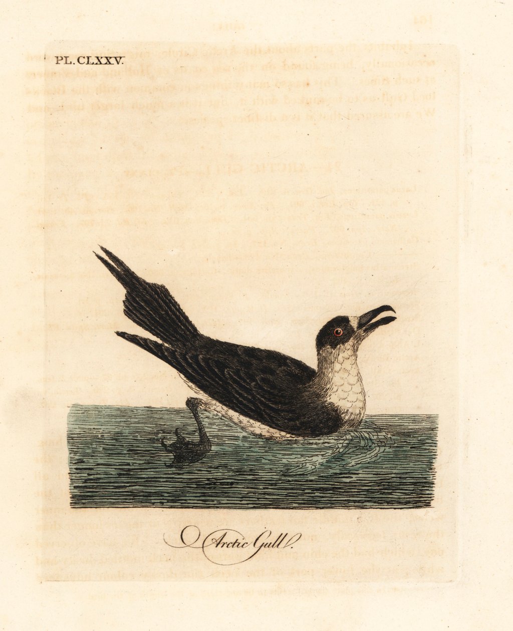 寄生イェーガー、ホッキョクスクアまたは寄生スクア、Stercorarius parasiticus (北極カモメ、Larus parasiticus)。 ジョン・レイサムが自身の鳥類の一般史、ウィンチェスターから描いて彫刻した手彩色の銅版 作： ジョン・レーサム