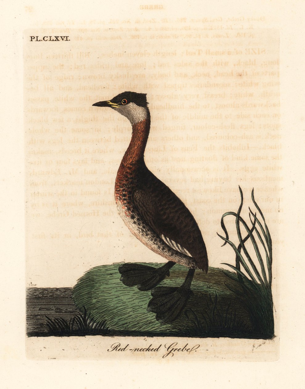 アカクビカイツブリ、Podiceps grisegena (Podiceps rubricollis)。 ジョン・レイサムが自身の鳥類の一般史、ウィンチェスターから描いて彫刻した手彩色の銅版 作： ジョン・レーサム