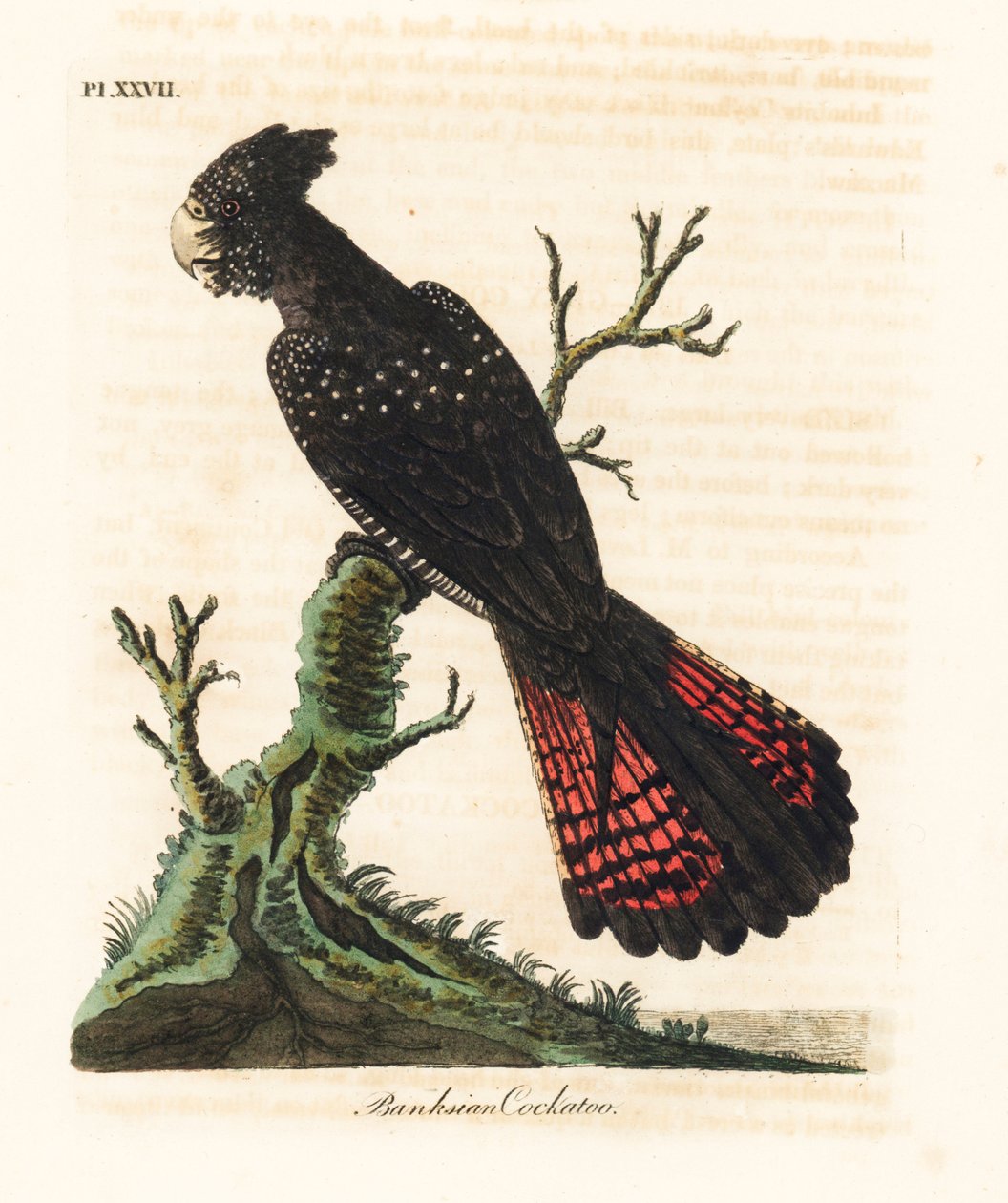 赤尾黒オウム、Calyptorhynchus bankii (バンクシアン オウム、Psittacus bankii)。 ジョン・レイサムが自身の鳥類の一般史、ウィンチェスターから描いて彫刻した手彩色の銅版 作： ジョン・レーサム