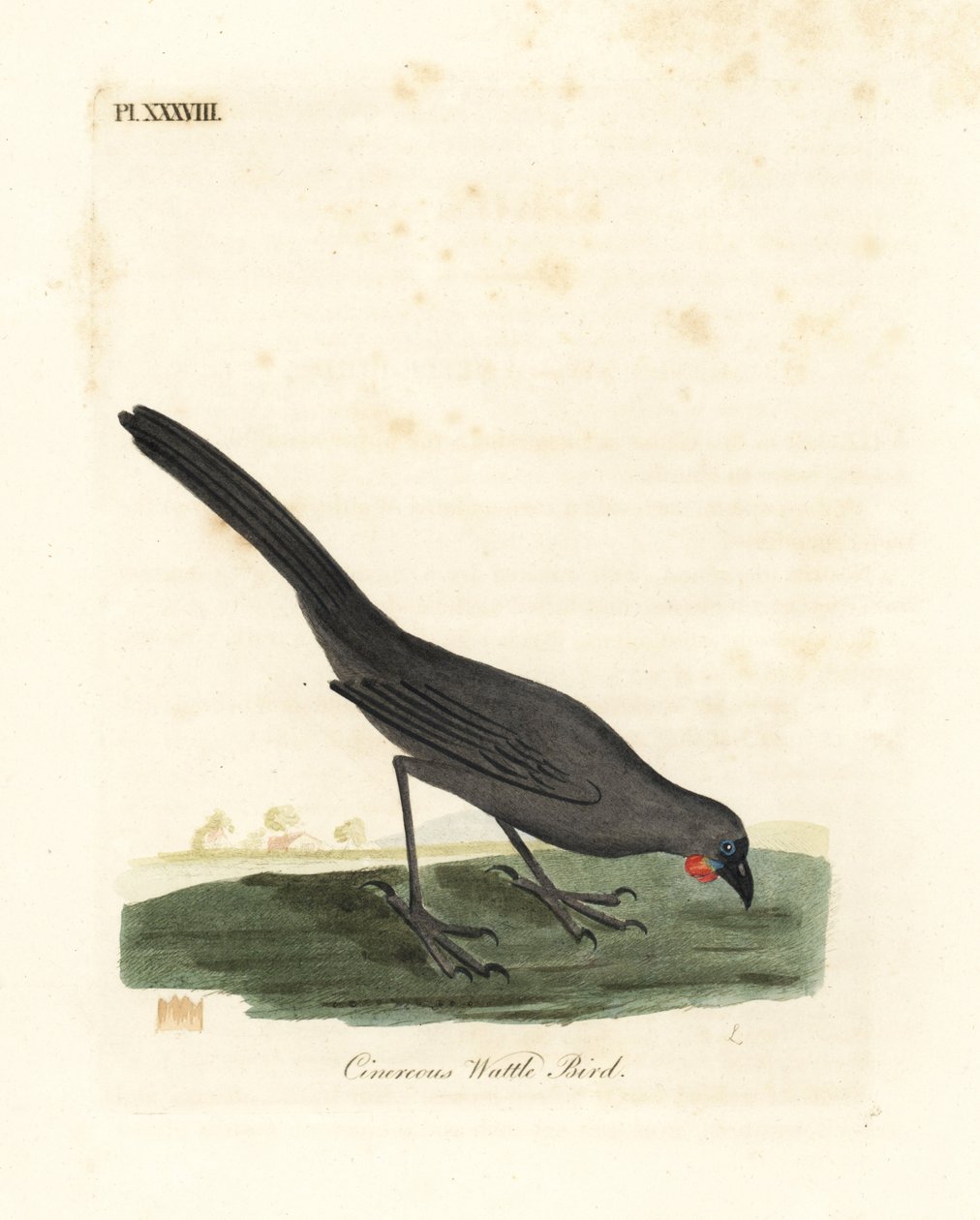 南島、ニュージーランド コカコ、Callaeas cinerea cinerea、2007 年に絶滅宣言 (Cinereous wattle 鳥、Calloeas cinerea)。 ジョン・レイサムが自身の鳥類の一般史、ウィンチェスターから描いて彫刻した手彩色の銅版 作： ジョン・レーサム