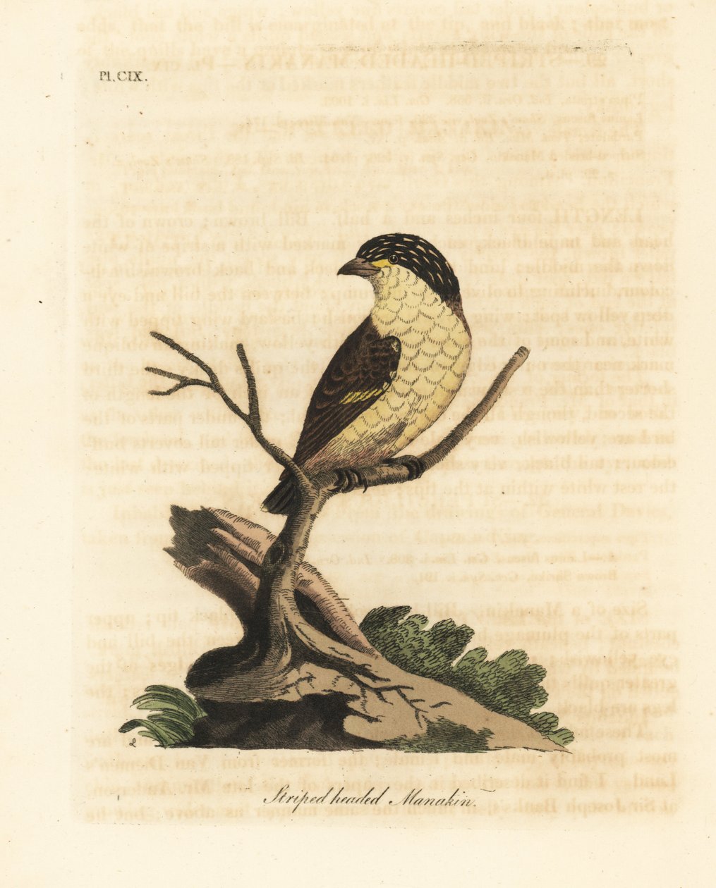 縞模様の pardalote、Pardalotus striatus (縞頭マナキン、Pipra striata)。 ジョン・レイサムが自身の鳥類の一般史、ウィンチェスターから描いて彫刻した手彩色の銅版 作： ジョン・レーサム