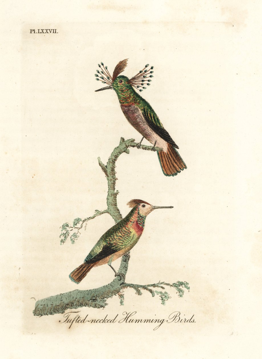 房状の雄鶏、Lophornis ornatus (房状の首のハチドリ、Trochilus ornatus)。 男性と女性。 ジョン・レイサムが自身の鳥類の一般史、ウィンチェスターから描いて彫刻した手彩色の銅版 作： ジョン・レーサム