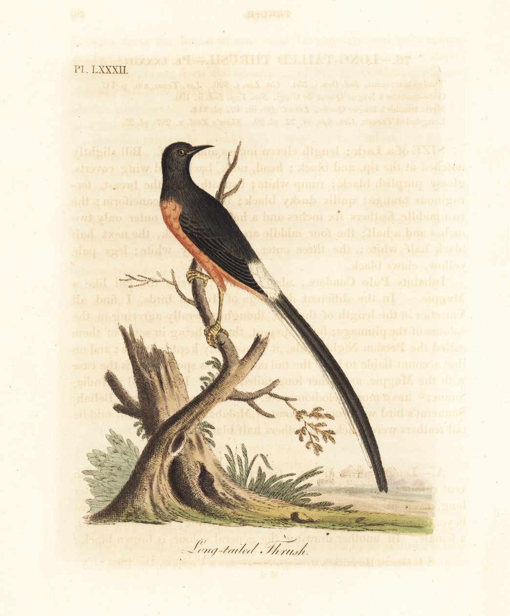 ホワイト ランプ シャマ、Copsychus malabaricus macrourus。 (オナガツグミ、Turdus macrourus として。) John Latham が彼自身の A General History of Birds, Winchester から描き、彫刻した手彩色の銅版 作： ジョン・レーサム