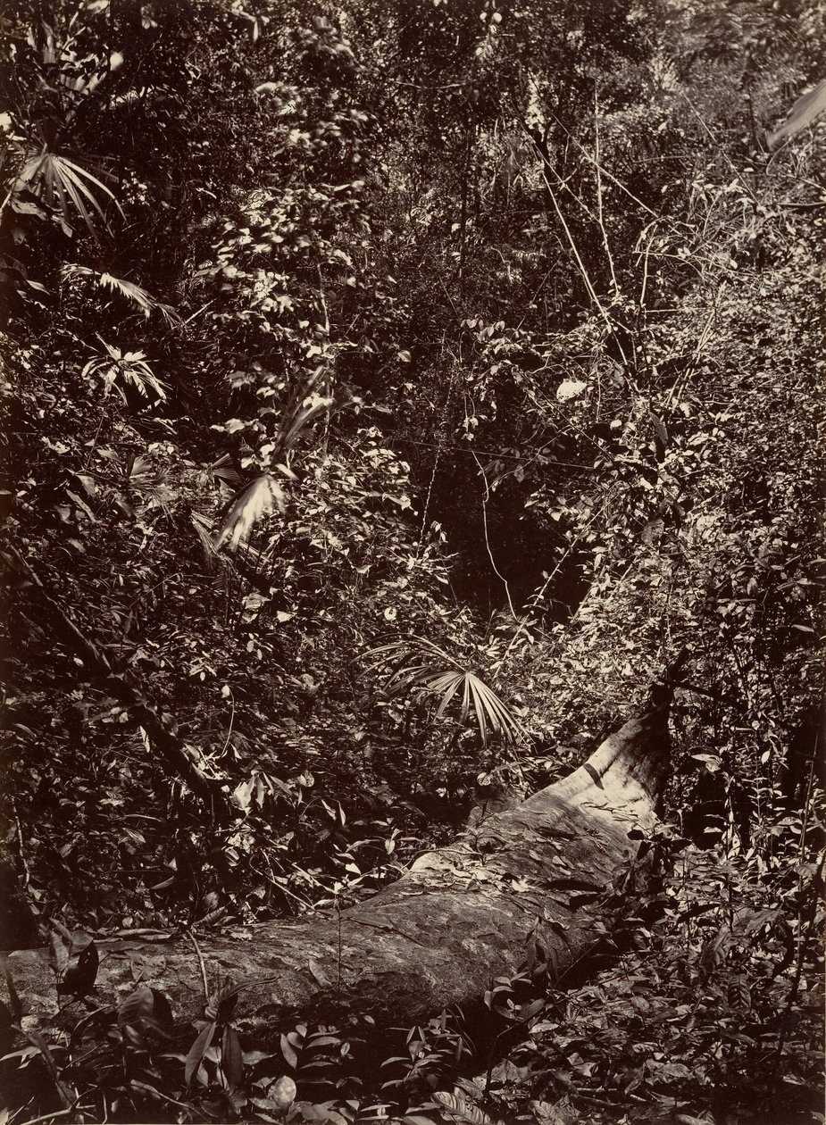 熱帯の風景」「熱帯の森」1871年。 作： ジョン・モラン