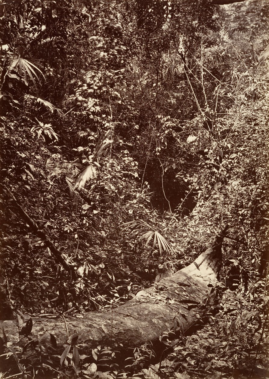 熱帯の風景」「熱帯の森」1871年。 作： ジョン・モラン