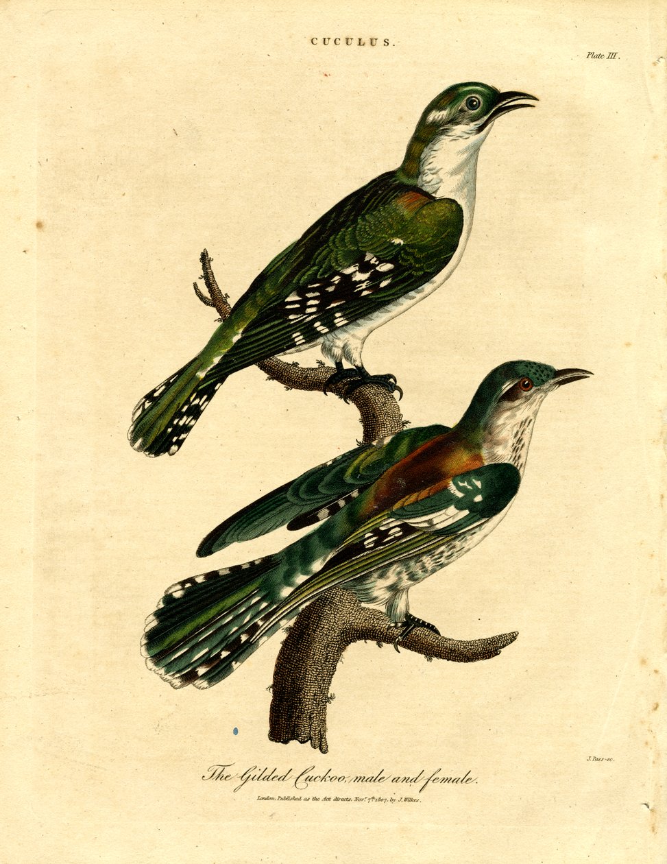 金色のカッコウ オス・メス 作： ジョンパス