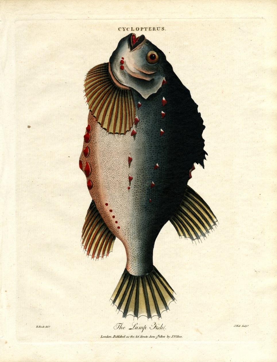 塊の魚 作： ジョンパス