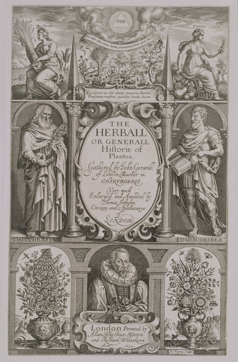 ジョンジェラード（1564-1612）1633によるThe Herballの第2版のタイトルページ 作： ジョン・ペイン