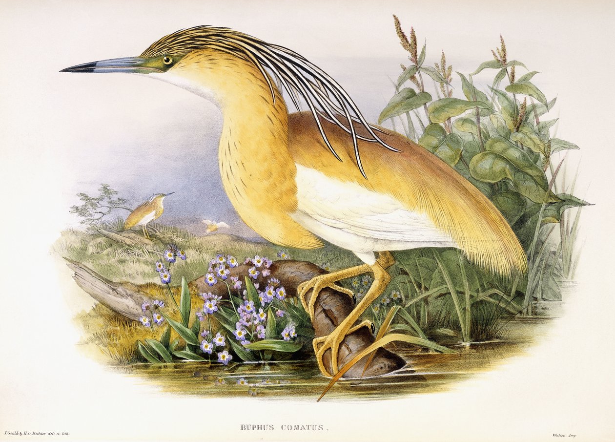 Buphus Comatus、1862～3年頃（手彩色のリトグラフ版） 作： ジョンとヘンリー・コンスタンティン・グールド裁判官