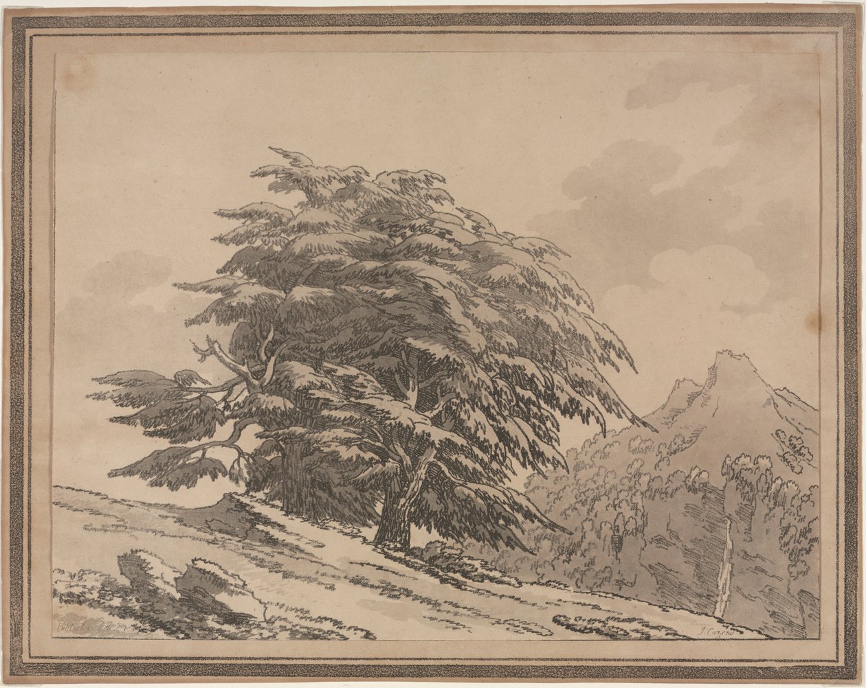 森の木の一般的な特性の枝分かれと群葉の描写：杉、1789年。 作： ジョン・ロバート・コーズ