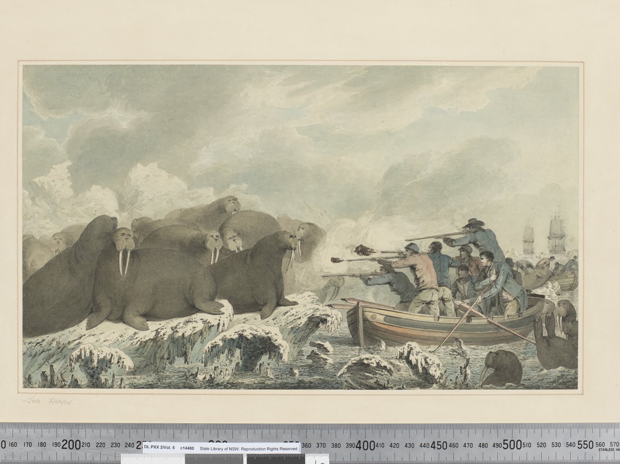 F.32 《海の馬》 1773-84年頃 （水彩画 作： ジョン・ウェバー