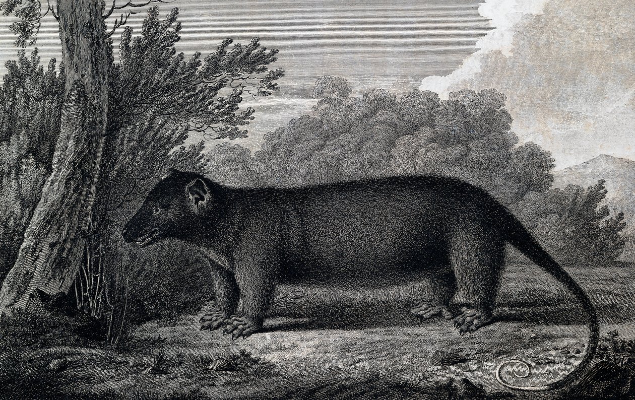 Opossum, kaiverrus John Webberin (1750-1793) piirustuksen jälkeen tehty James Cookin kolmannen matkan aikana 作： ジョン・ウェバー