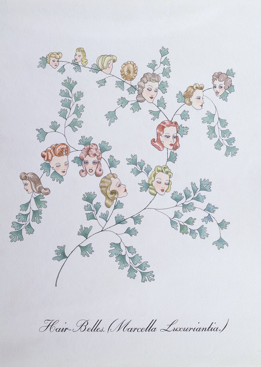 ジョン・ウィアー作「The Bogus Book of Botany」の挿絵、Hair-Belles (Marcella Luxuriantia) 作： ジョンウィアー