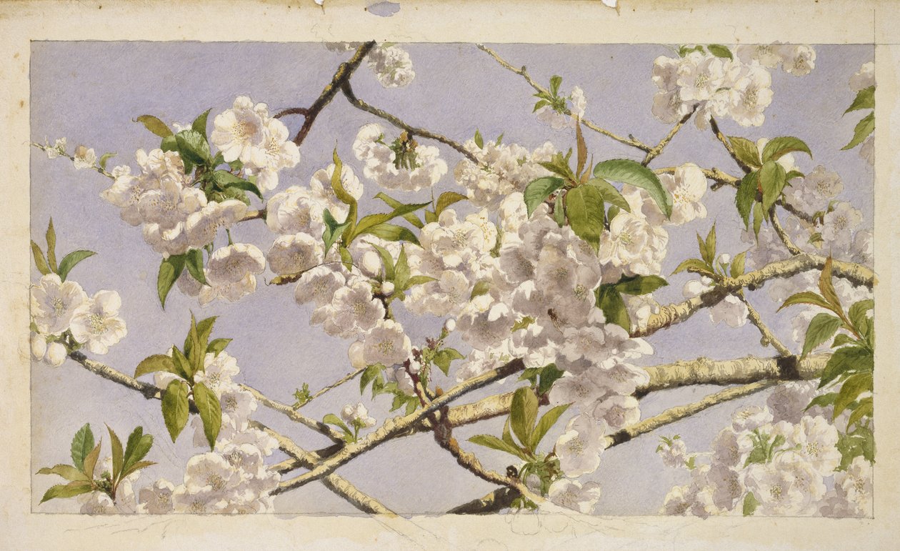 Apple Blossoms、c.1874（紙にトイレ） 作： ジョン・ウィリアム・ヒル