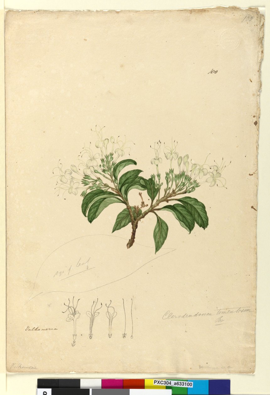 100ページ。Clerodendrum tomentosum、c.1803-06（トイレ、ペン、インク、鉛筆） 作： ジョン・ウィリアム・ルーウィン
