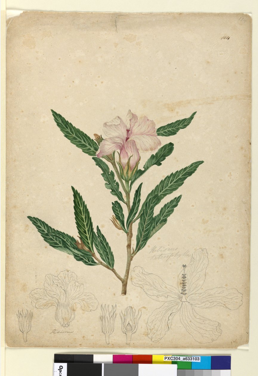 104ページ。Hibiscusheterophyllus、c.1803-06（WC、ペン、インク、鉛筆） 作： ジョン・ウィリアム・ルーウィン