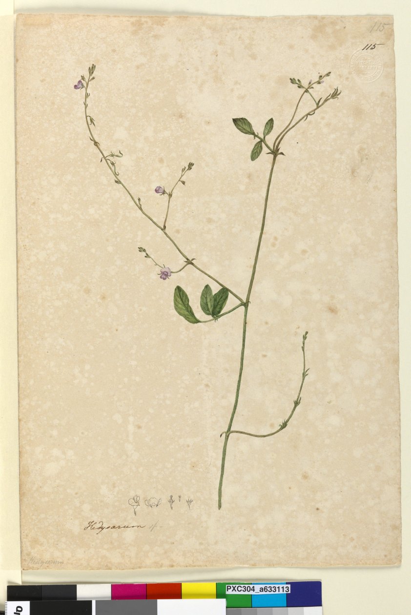 115. Hedysarum、1803-06年頃（トイレ、ペン、インク、鉛筆） 作： ジョン・ウィリアム・ルーウィン