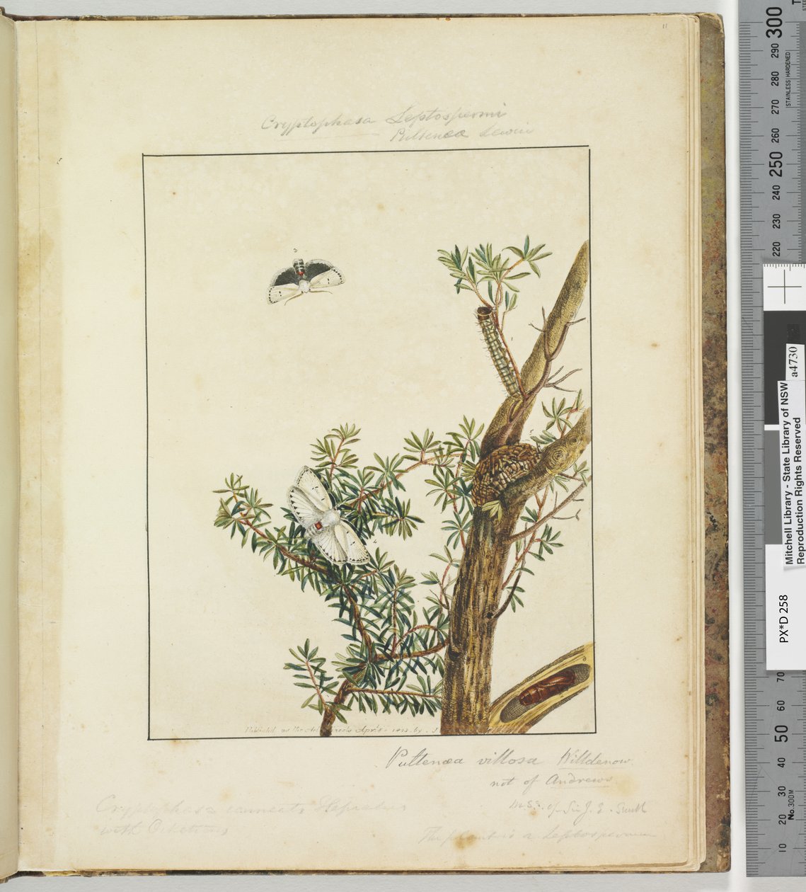 ページ11.プレート3 Cryptophasa Septosfermi Pultenae Lewin、1803-04（手塗りのエッチングプリント） 作： ジョン・ウィリアム・ルーウィン