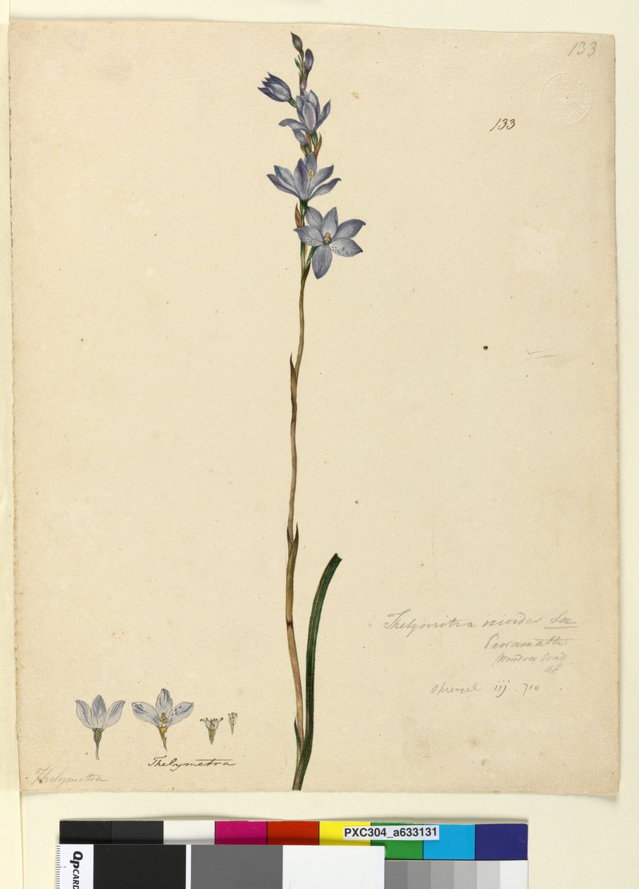 ページ133. Thelymitra ixioides、c.1803-06（WC、ペン、インク、鉛筆） 作： ジョン・ウィリアム・ルーウィン