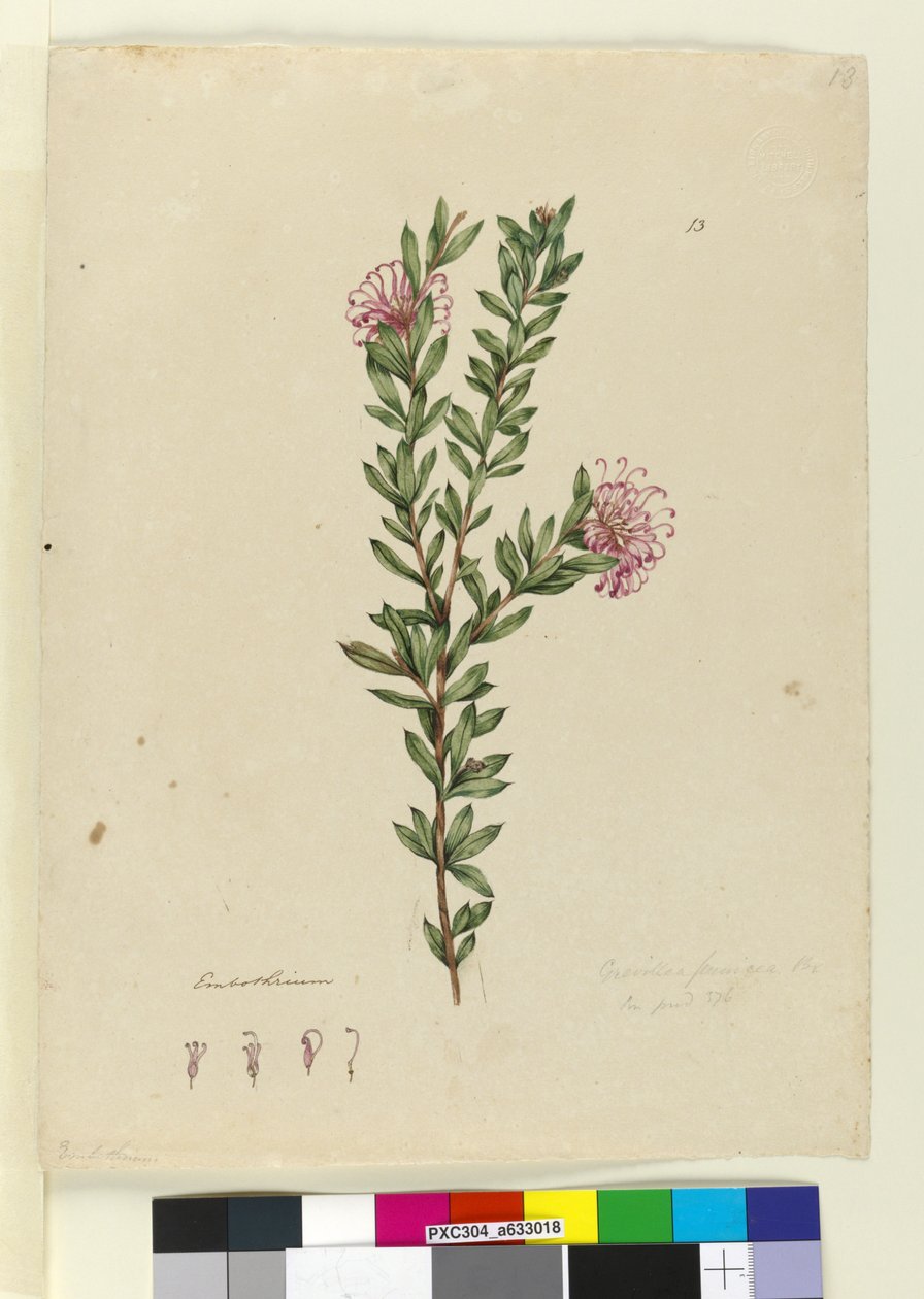 Page 13. Grevillea punicea、c.1803-06（WC、ペン、インク、鉛筆） 作： ジョン・ウィリアム・ルーウィン