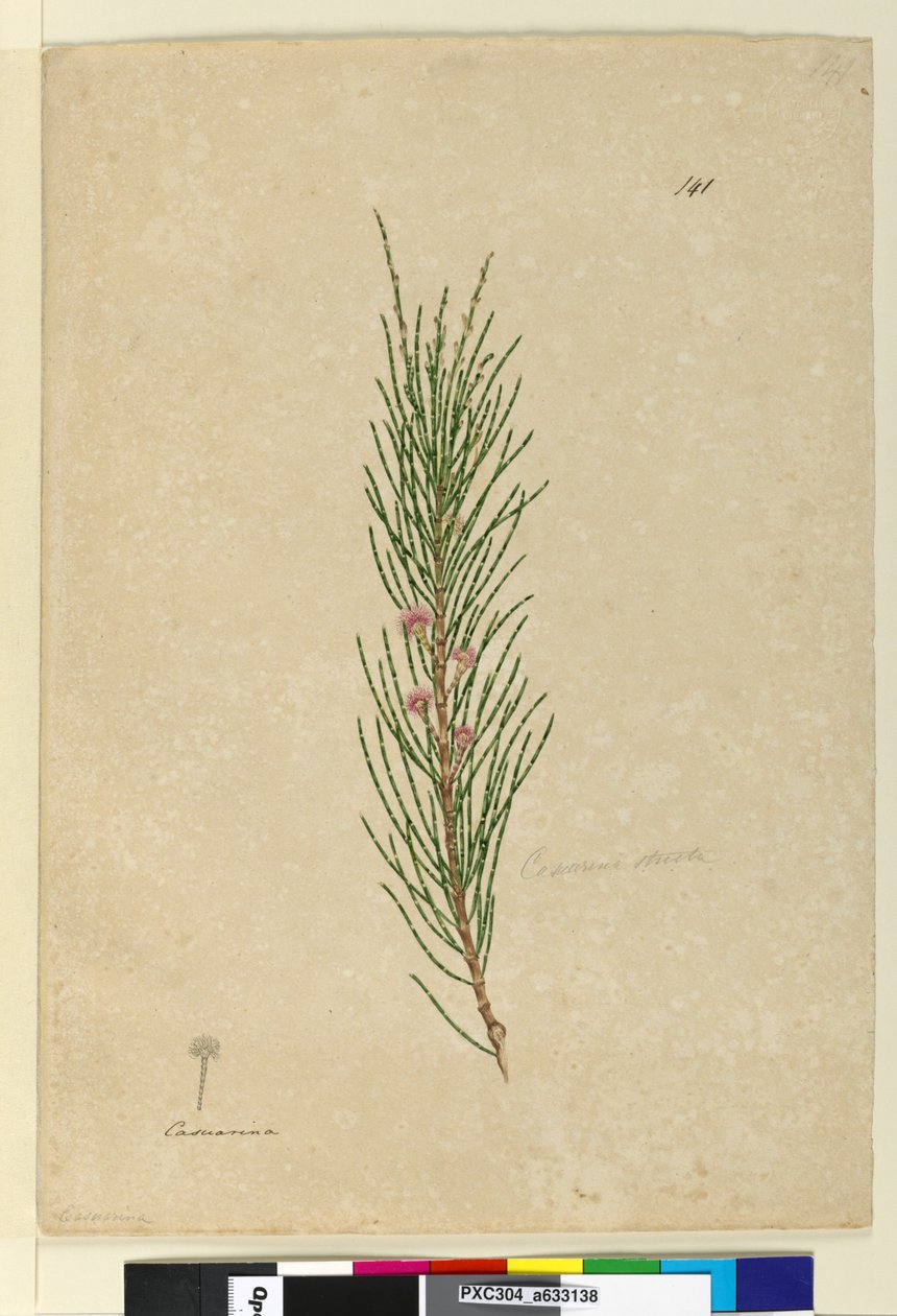 141ページ。CasuarinastrictaAllocasuarina verticillata、c.1803-06（wc、ペン、インク、鉛筆） 作： ジョン・ウィリアム・ルーウィン