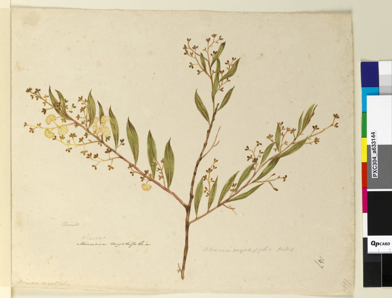 Page 147. Acacia myrtifolia、c.1803-06（トイレ、ペン、インク、鉛筆） 作： ジョン・ウィリアム・ルーウィン