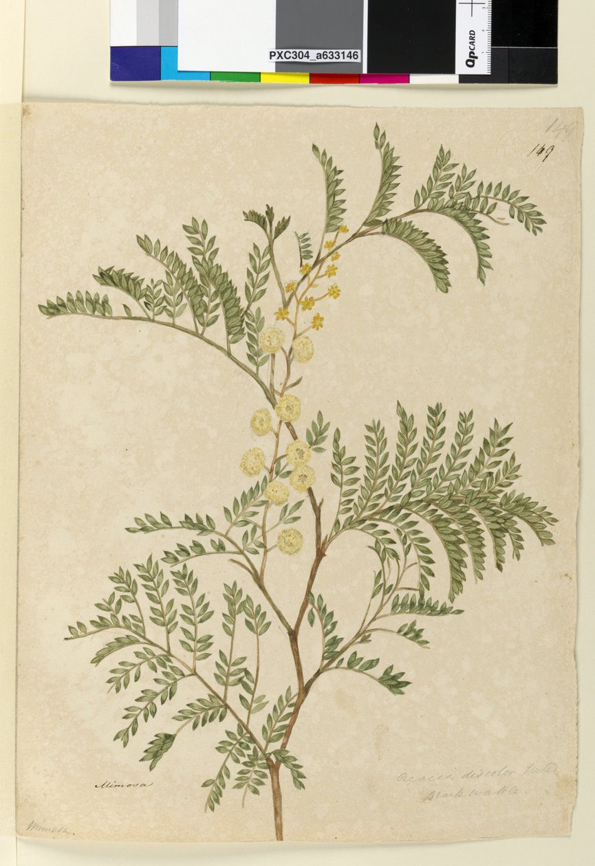 149ページ。AcaciadiscolorAcacia terminalis、c.1803-06（wc、ペン、インク、鉛筆） 作： ジョン・ウィリアム・ルーウィン