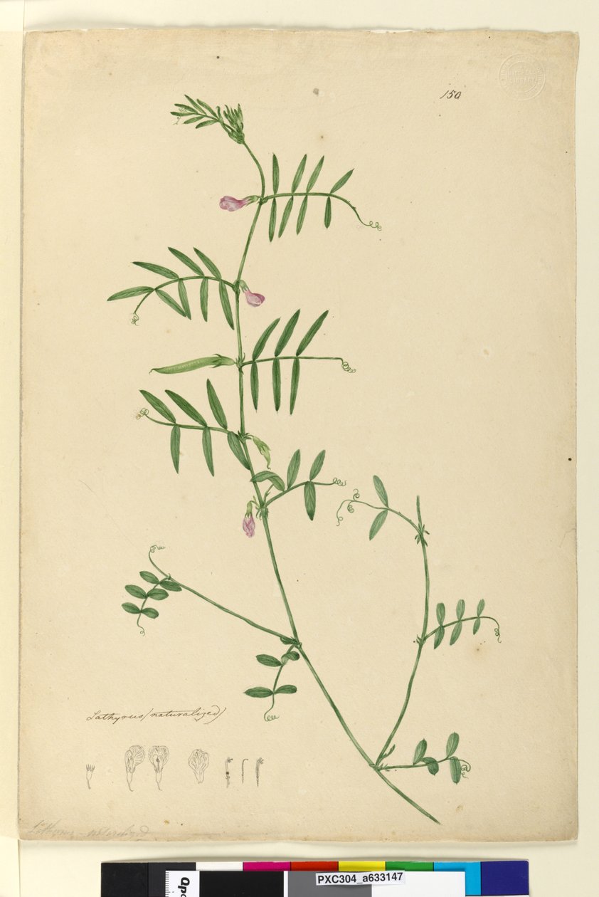 150ページ。Lathyrus、c.1803-06（wc、ペン、インク、鉛筆） 作： ジョン・ウィリアム・ルーウィン