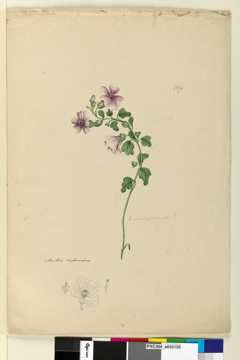 159. Malva capensis、c.1803-06（トイレ、ペン、インク、鉛筆） 作： ジョン・ウィリアム・ルーウィン