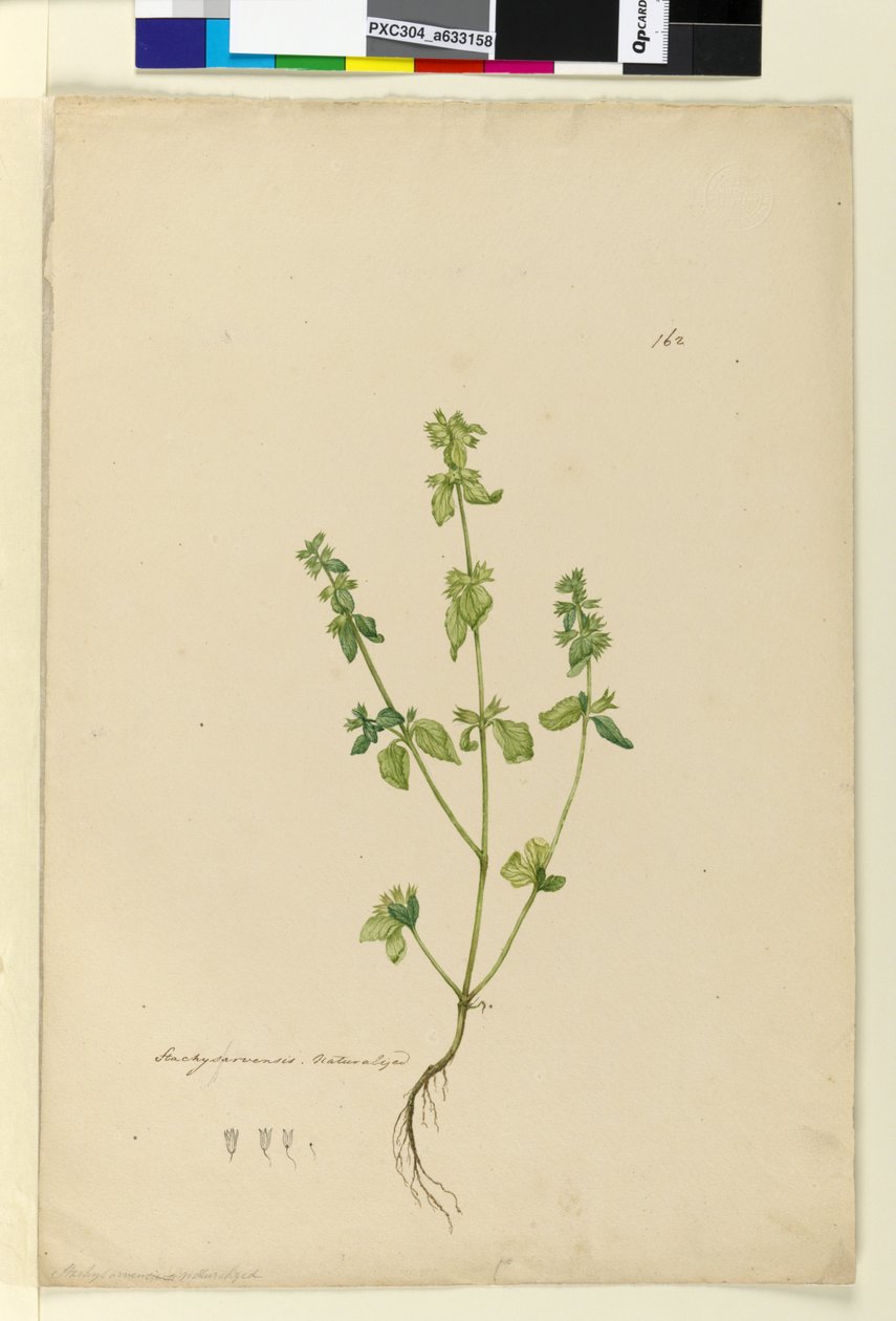 ページ162. Stachys arvensis、c.1803-06（トイレ、ペン、インク、鉛筆） 作： ジョン・ウィリアム・ルーウィン