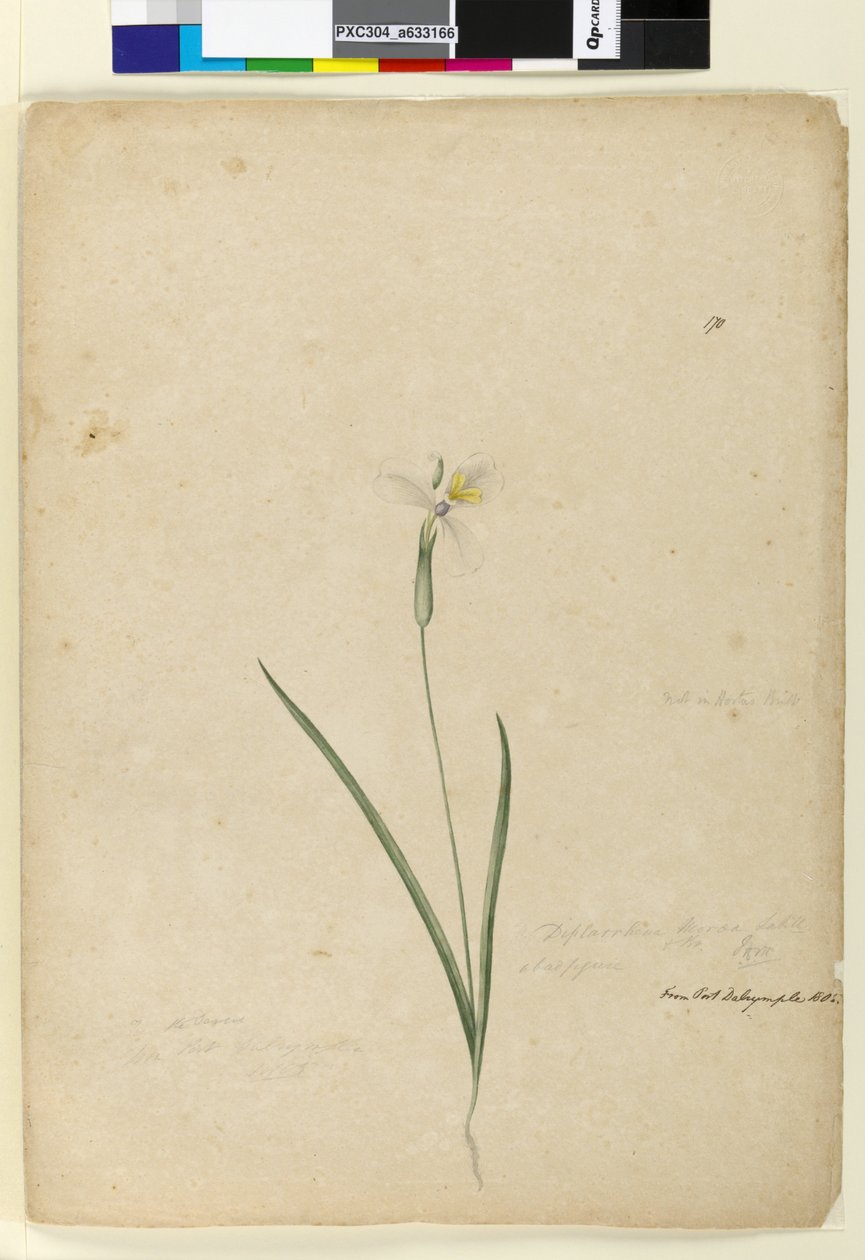 ページ170. Diplarrhena moraea、c.1803-06（トイレ、ペン、インク、鉛筆） 作： ジョン・ウィリアム・ルーウィン