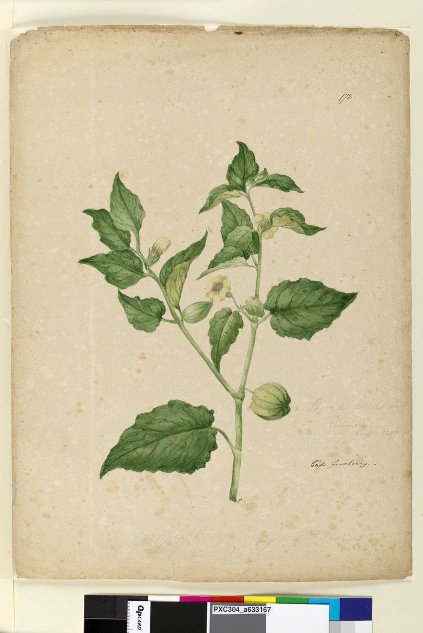 172. Physalis edulis、c.1803-06（トイレ、ペン、インク、鉛筆） 作： ジョン・ウィリアム・ルーウィン