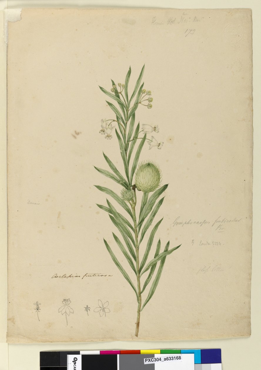 Page 173. Asclepias fruticosa、c.1803-06（トイレ、ペン、インク、鉛筆） 作： ジョン・ウィリアム・ルーウィン