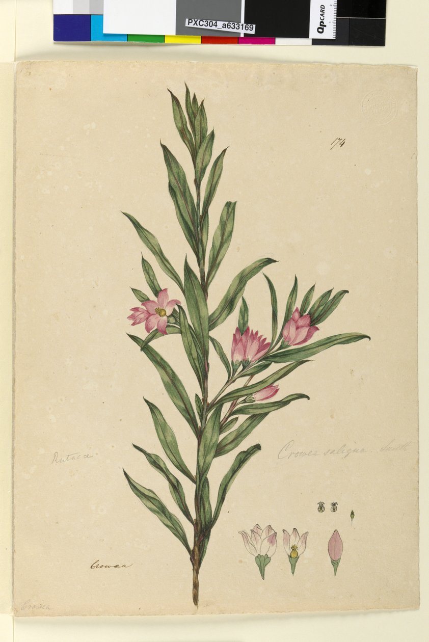 ページ174. Crowea saligna、c.1803-06（トイレ、ペン、インク、鉛筆） 作： ジョン・ウィリアム・ルーウィン