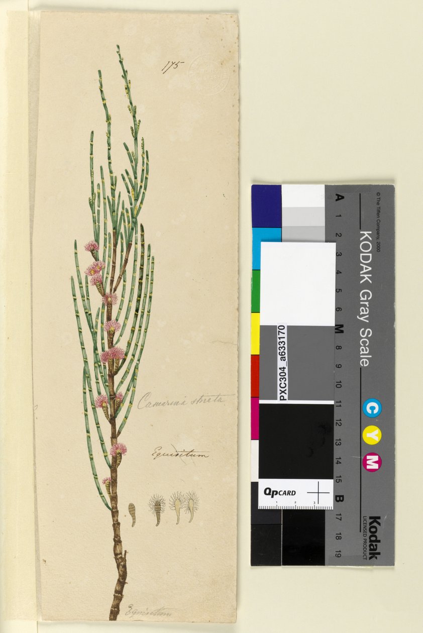 175ページ。Casuarinastricta Allocasuarina verticillata、c.1803-06（wc、ペン、インク、鉛筆） 作： ジョン・ウィリアム・ルーウィン
