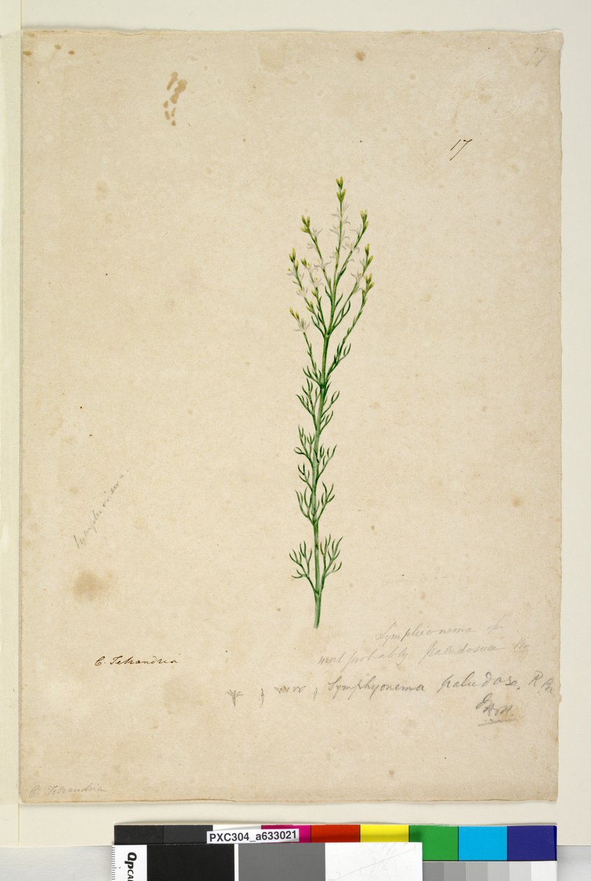 ページ17. Symphionema paludosum、c.1803-06（トイレ、ペン、インク、鉛筆） 作： ジョン・ウィリアム・ルーウィン