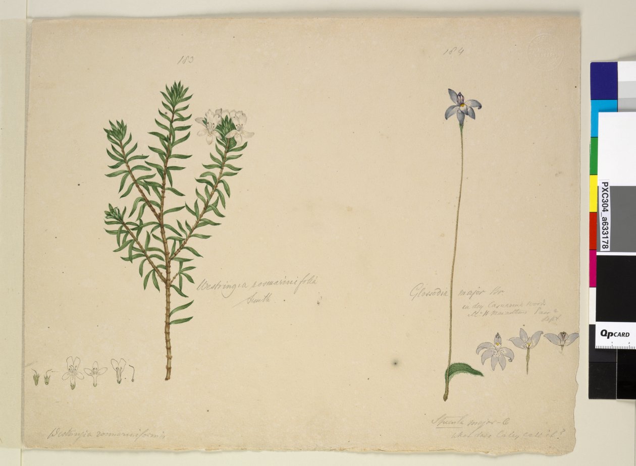 183ページ。Westringiarosmarinifolia Westringia fruiticosa; 184. Glossodia major、c.1803-06（wc、ペン、インク、鉛筆） 作： ジョン・ウィリアム・ルーウィン