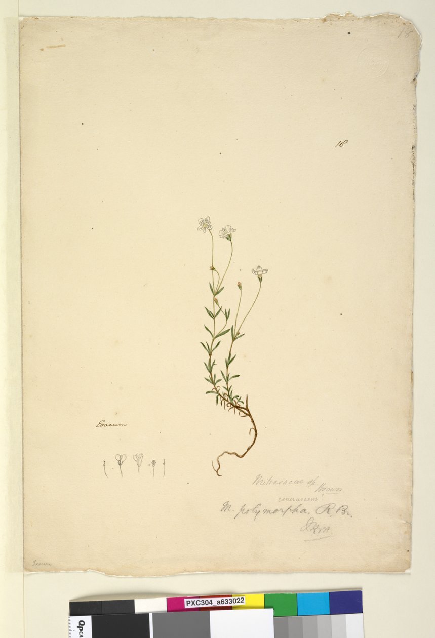 18ページ。Mitrasacmepolymorpha、c.1803-06（wc、ペン、インク、鉛筆） 作： ジョン・ウィリアム・ルーウィン