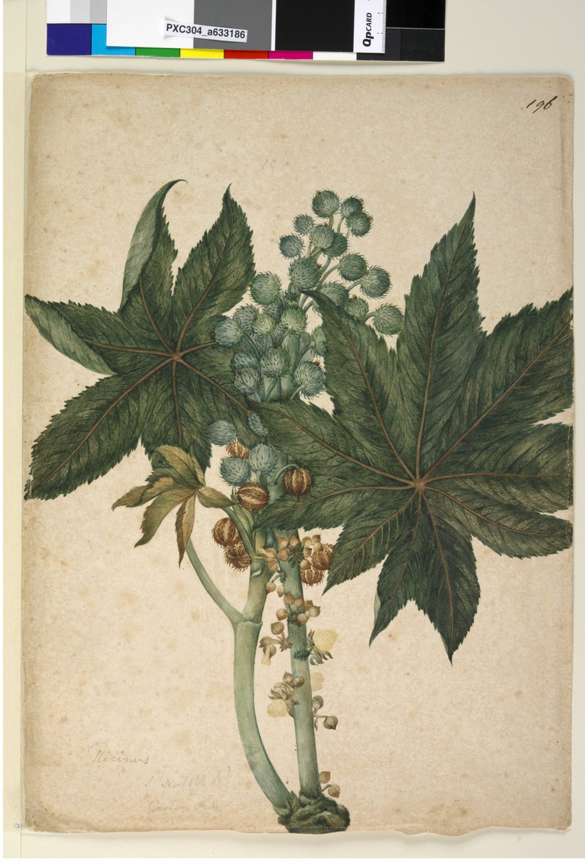 196ページ。RicinusRicinus communis、c.1803-06（トイレ、ペン、インク、鉛筆） 作： ジョン・ウィリアム・ルーウィン