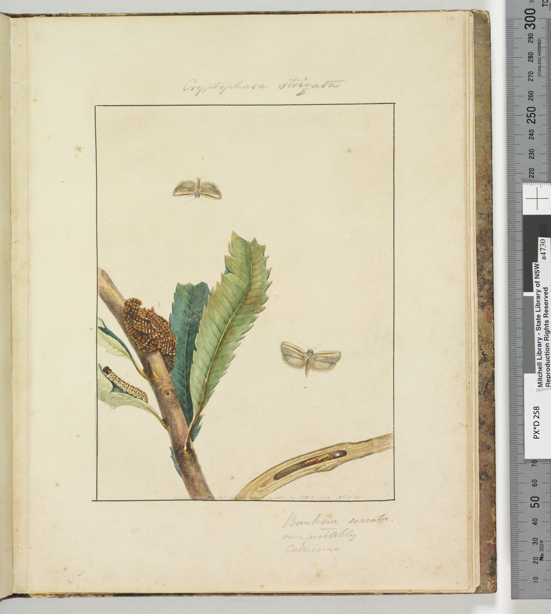 ページ19.プレート5 Cryptophasa Strigata、1803-04（手描きのエッチングプリント） 作： ジョン・ウィリアム・ルーウィン