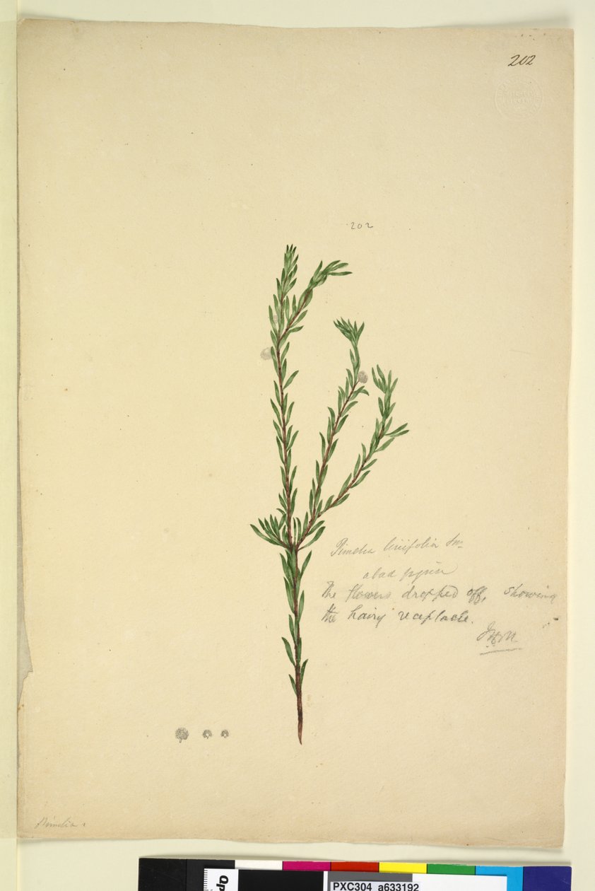 202ページ。Pimelialinifolia、c.1803-06（WC、ペン、インク、鉛筆） 作： ジョン・ウィリアム・ルーウィン