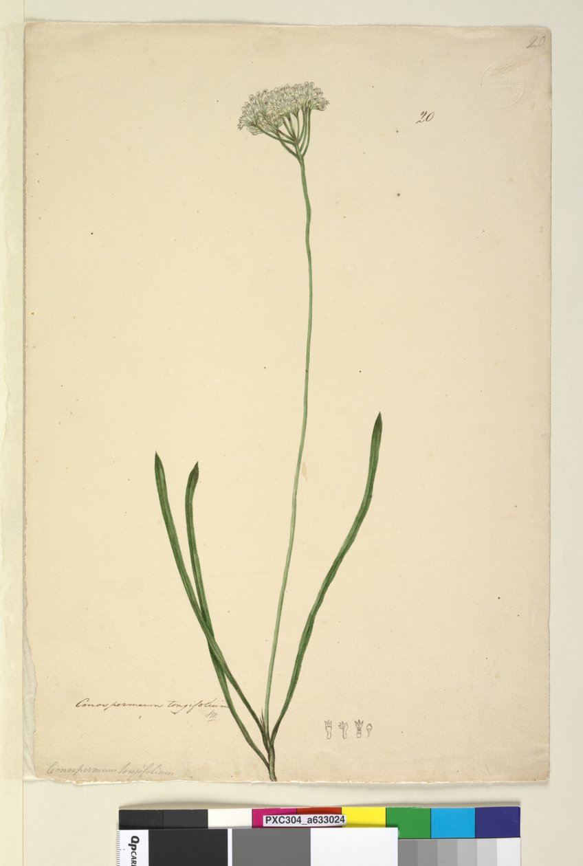 ページ20. Conospermum longifolium、c.1803-06（トイレ、ペン、インク、鉛筆） 作： ジョン・ウィリアム・ルーウィン