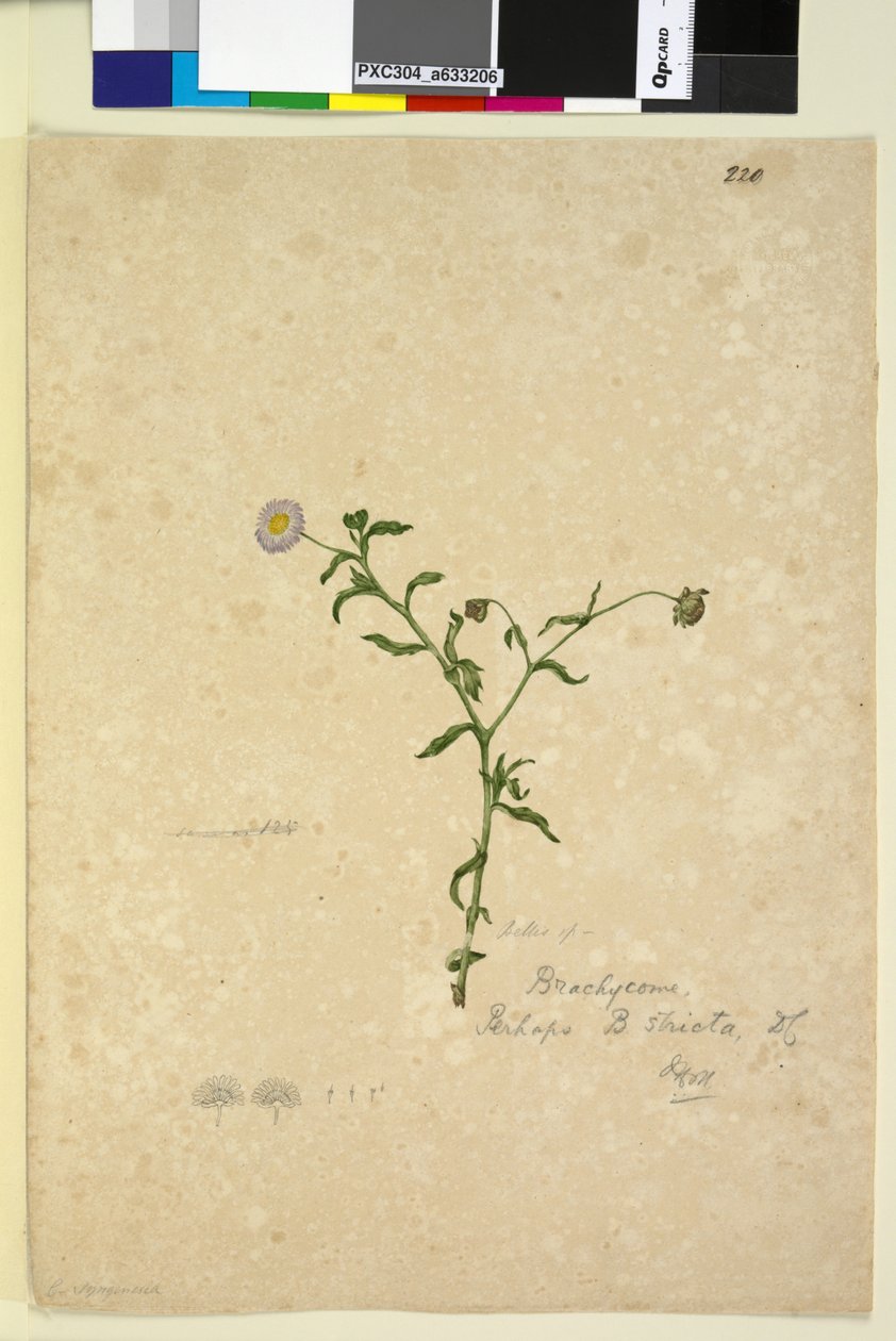 220ページ。ブラキカムマルチフィダ、c.1803-06（トイレ、ペン、インク、鉛筆） 作： ジョン・ウィリアム・ルーウィン