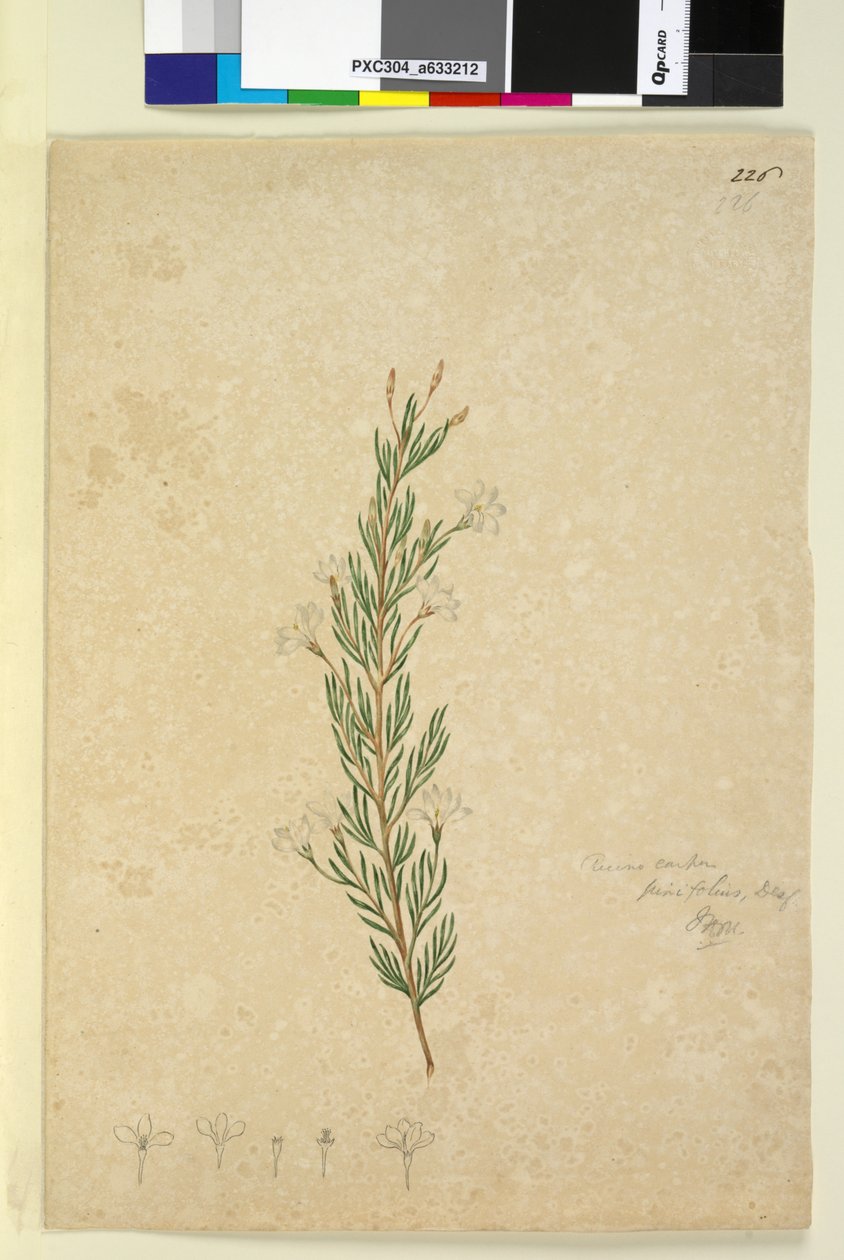 226ページ。Ricinocarpuspinifolius、1803-06年頃（WC、ペン、インク、鉛筆） 作： ジョン・ウィリアム・ルーウィン