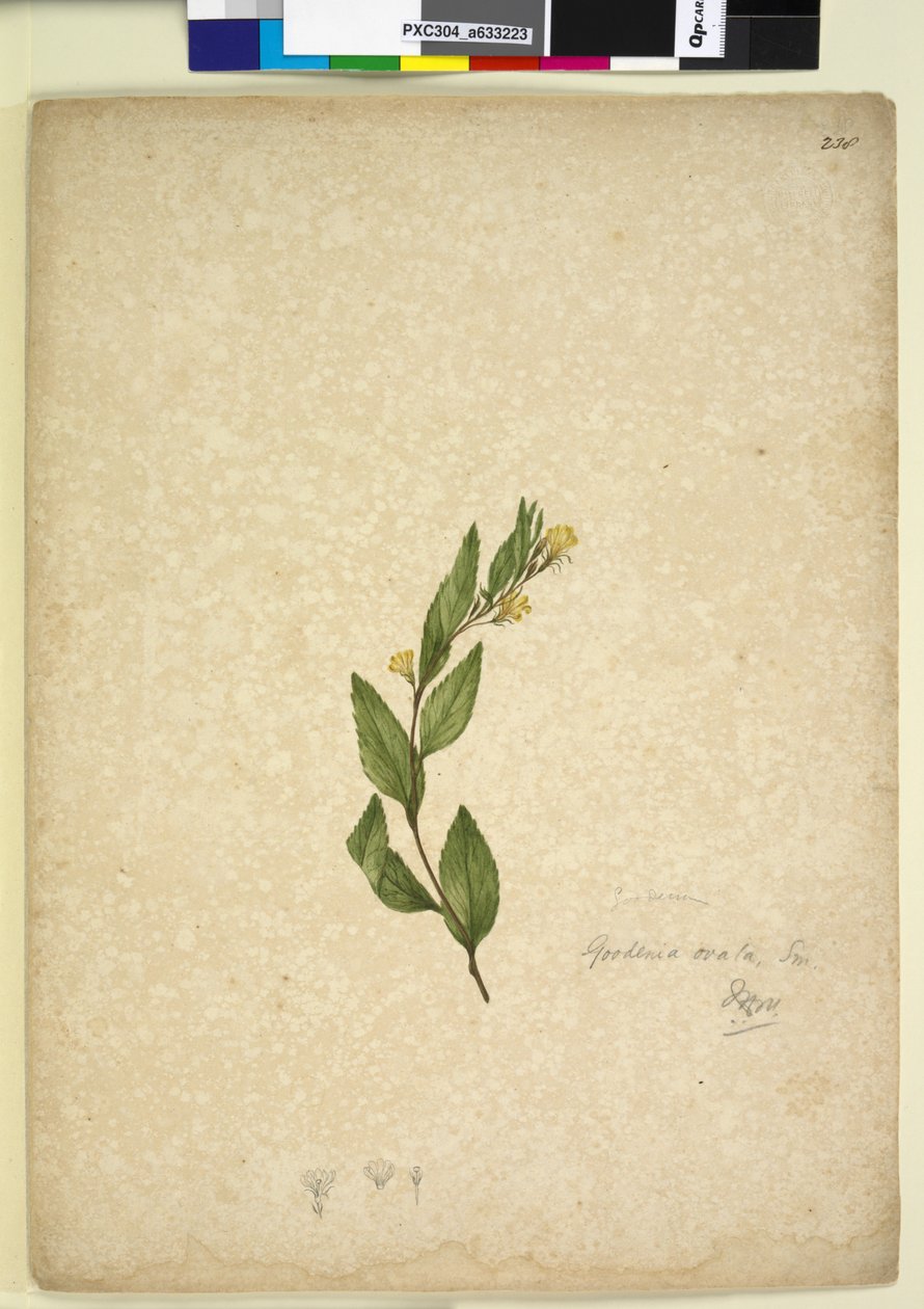 238ページ。Goodeniaovata、c.1803-06（wc、ペン、インク、鉛筆） 作： ジョン・ウィリアム・ルーウィン