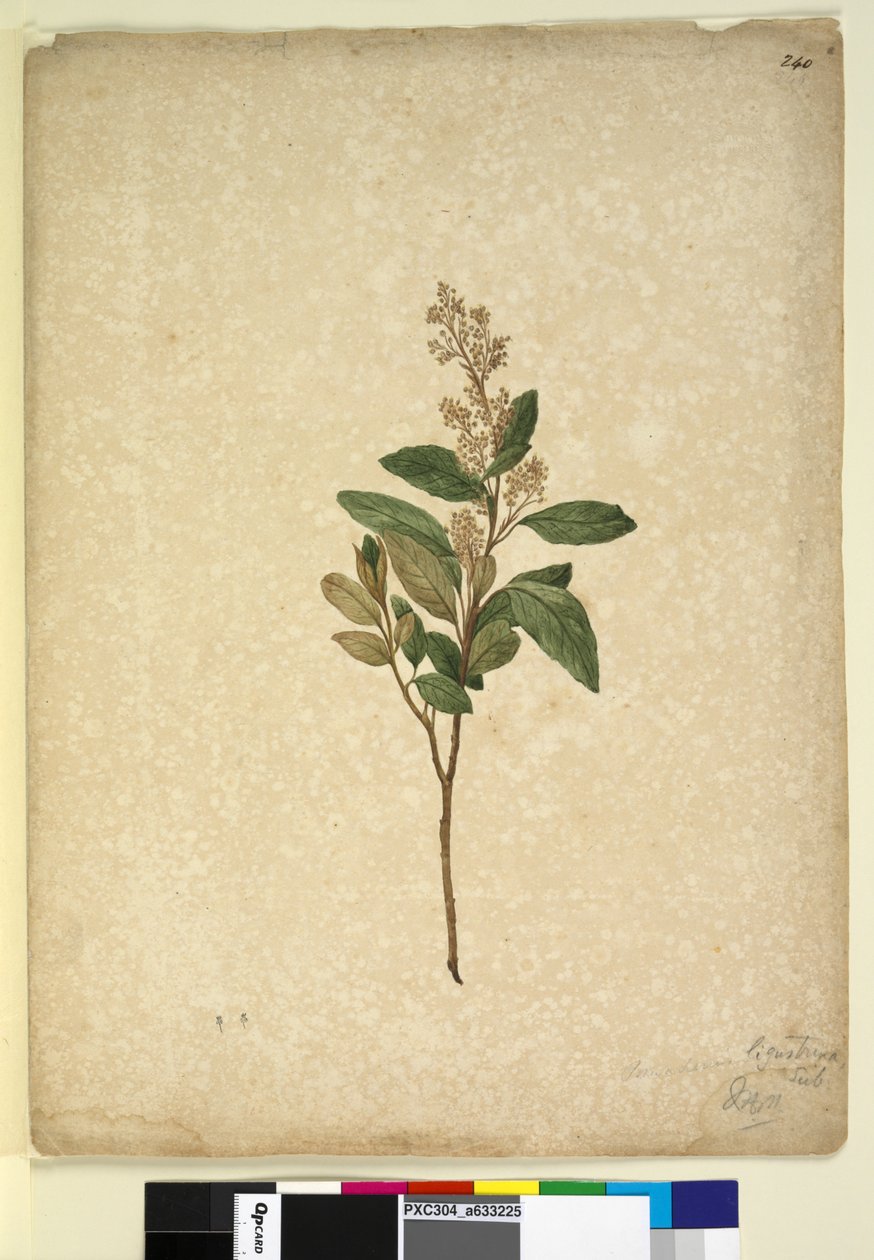 240ページ。Pomaderrisligustrina、c.1803-06（トイレ、ペン、インク、鉛筆） 作： ジョン・ウィリアム・ルーウィン