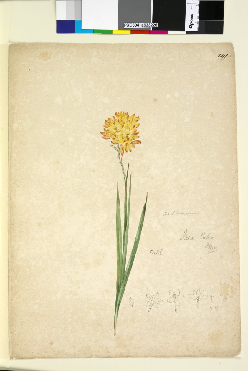 241ページ。Ixialutea、c.1803-06（wc、ペン、インク、鉛筆） 作： ジョン・ウィリアム・ルーウィン