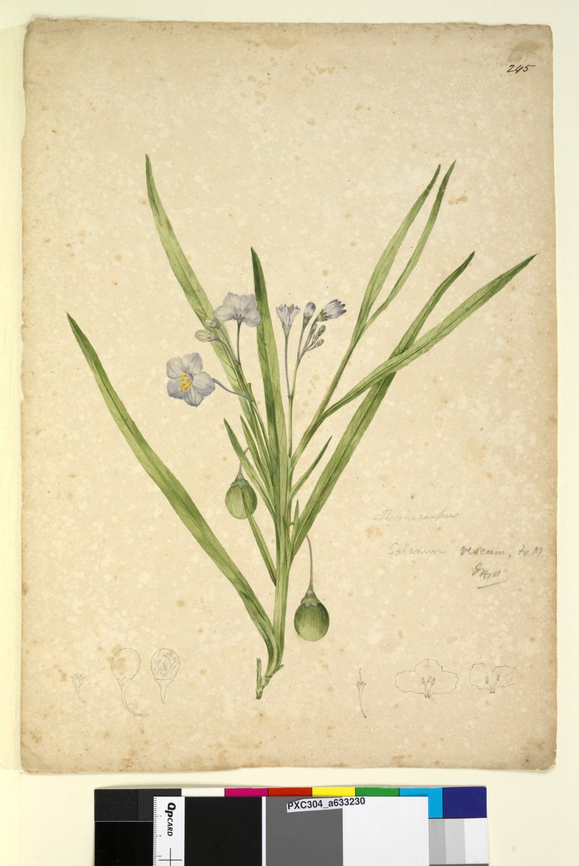 ページ245. Solanum vescum、c.1803-06（トイレ、ペン、インク、鉛筆） 作： ジョン・ウィリアム・ルーウィン