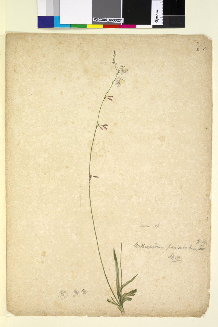 246ページ。Arthropodiumpaniculatum、c.1803-06（トイレ、ペン、インク、鉛筆） 作： ジョン・ウィリアム・ルーウィン